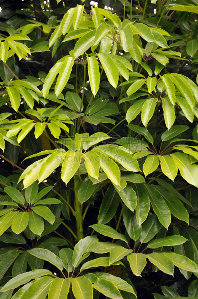 green foliage