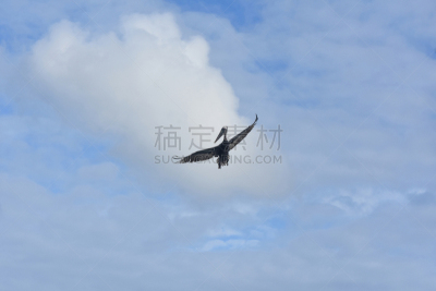 鹈鹕,加勒比海地区,自然,大鸟笼,阿鲁巴,野生动物,热带气候,图像,哺乳纲,巨大的