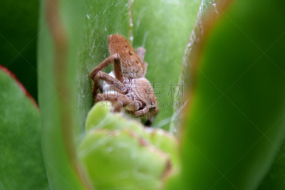 猎蜘蛛,自然,水平画幅,蜘蛛网,无人,维多利亚,维多利亚州,蜘蛛纲,墨尔本,肉质植物