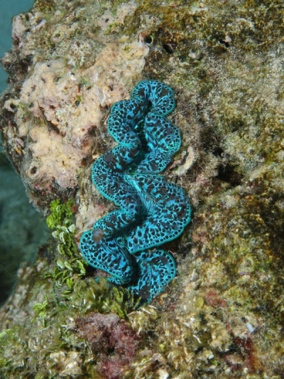太平洋,蛤,蓝色,活力,法国海外领土,背风群岛,海洋生命,小巨蚌,热带气候,野生动物