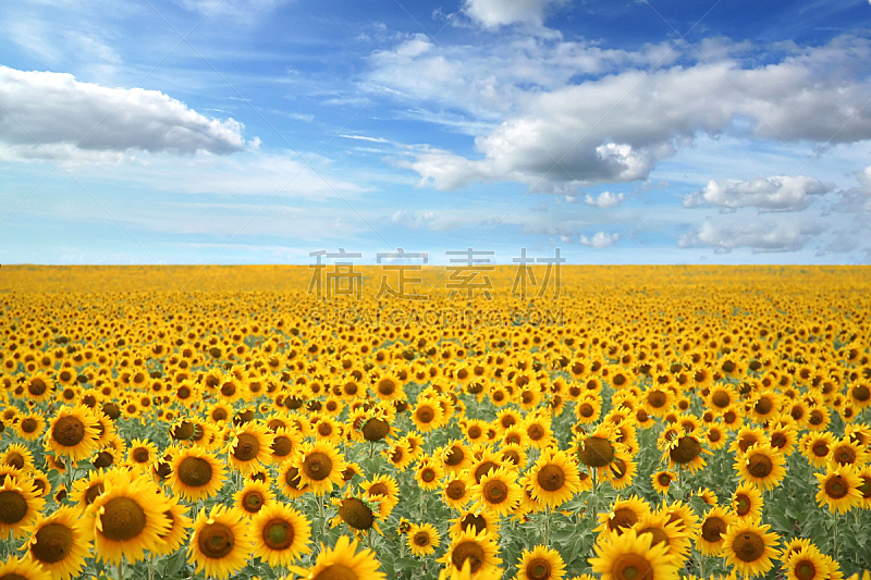 天空,田地,蓝色,向日葵,水平画幅,无人,夏天,户外,农作物,植物