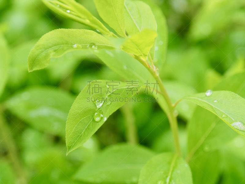 水,叶子,水滴,水平画幅,无人,五月,湿,早晨,纯净,草坪
