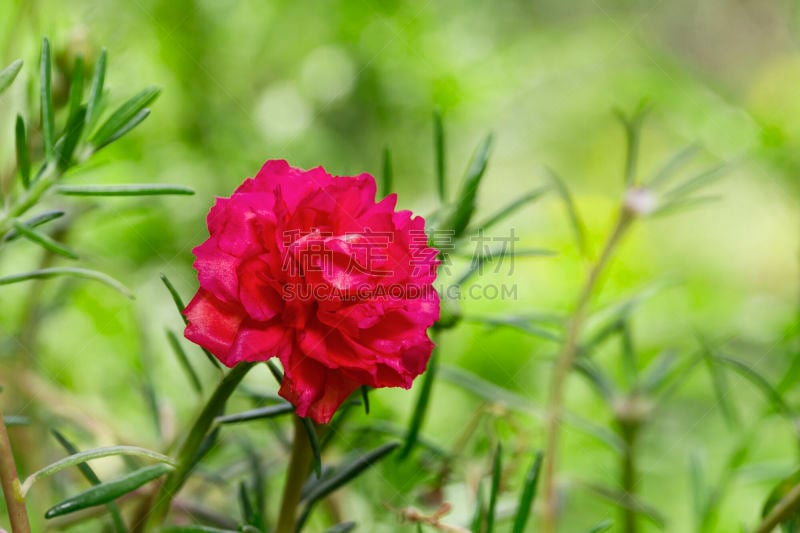 马齿苋,粉色,portulaca,园林,根部,红色,热带气候,泰国,品红色,春天