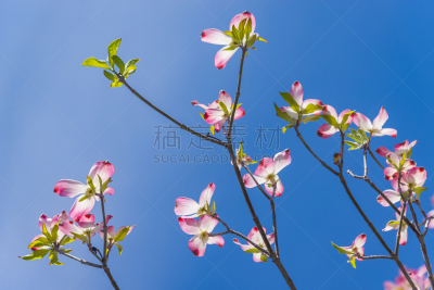 开粉花的山茱萸,春天,自然,天空,美,复活节,美国,水平画幅,无人,蓝色