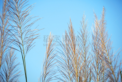 天空,芦苇,草,特写,白色,蓝色,美,褐色,风,水平画幅