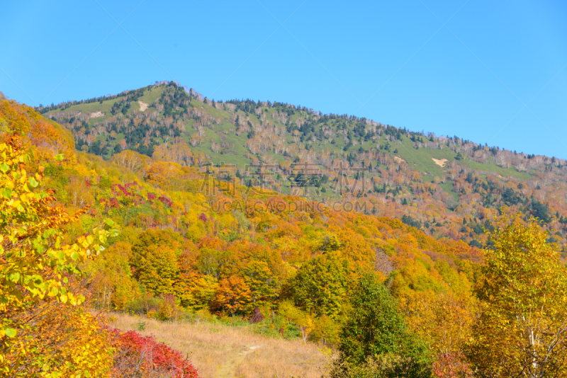 八幡平市,叶子,秋天,山,鹿角市,岩手县,秋田县,天空,美,里山