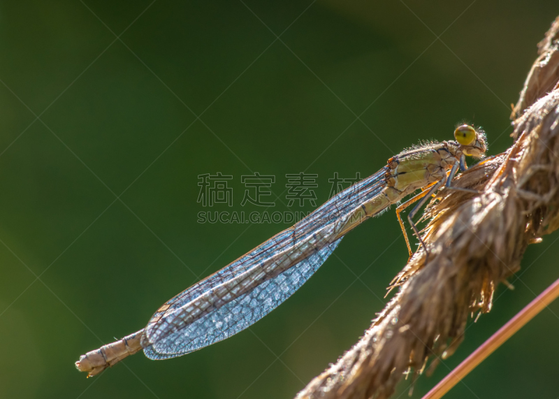 豆娘,心斑绿蟌,水平画幅,撇水蜻蜓,动物身体部位,野外动物,夏天,生物学,草,特写