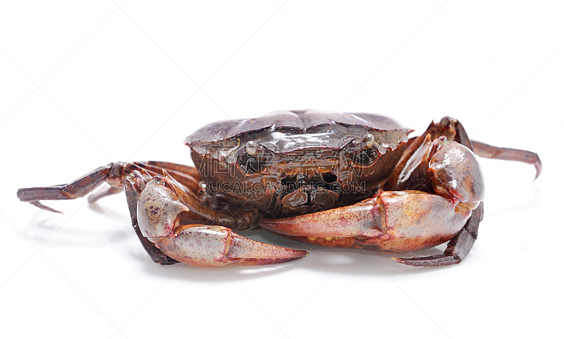 螃蟹,白色背景,分离着色,自然,水平画幅,动物,膳食,海产,背景分离,软甲类