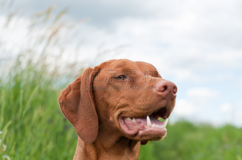 维希拉猎犬,波音达猎犬,匈牙利,肖像,自然,纯种犬,水平画幅,无人,户外,犬科的