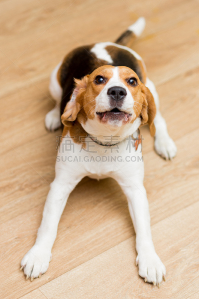 狗,比格犬,纯种犬,老年人,两只动物,撒谎者,室内地面,垂直画幅,褐色,舌头