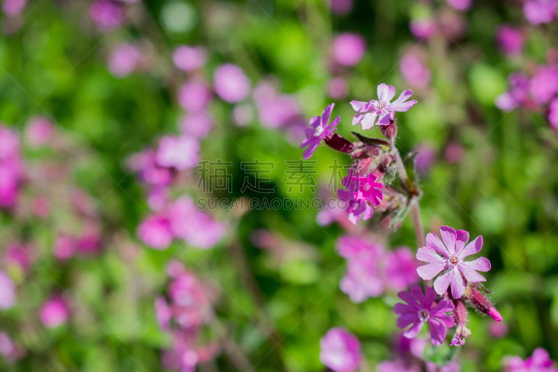 仙翁花,水平画幅,无人,特写,仅一朵花,花蕾,植物,镇静,多年生植物,植物学