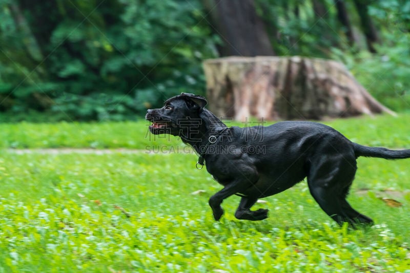 纯种犬,球,狗,草,背景,小狗,意大利,自然,獒,跑