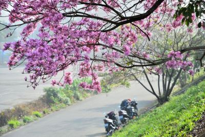 路,粉色,自然美,自然,天空,美,摩托车,水平画幅,美人,旅行者
