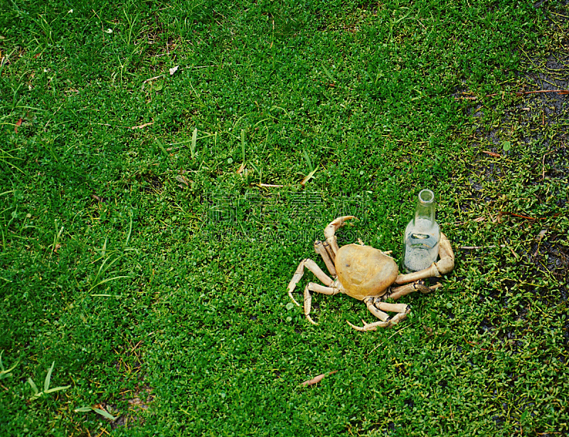 螃蟹,喝醉的,动物嘴,水平画幅,无人,生食,海产,户外,草,拉丁美洲