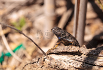 黑领强棱蜥,繁殖季节,爬虫学,蜥蜴,已灭绝生物,野生动物,美国,爬行纲,水平画幅,恐龙