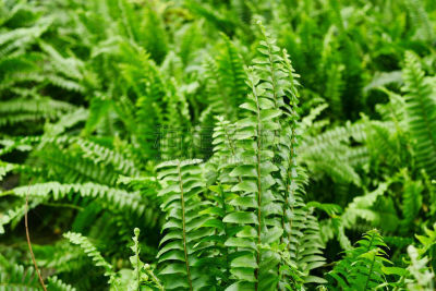 叶子,剑 fern,欧洲赤松,气候,枝繁叶茂,孢子,纯净,想法,常绿树,环境