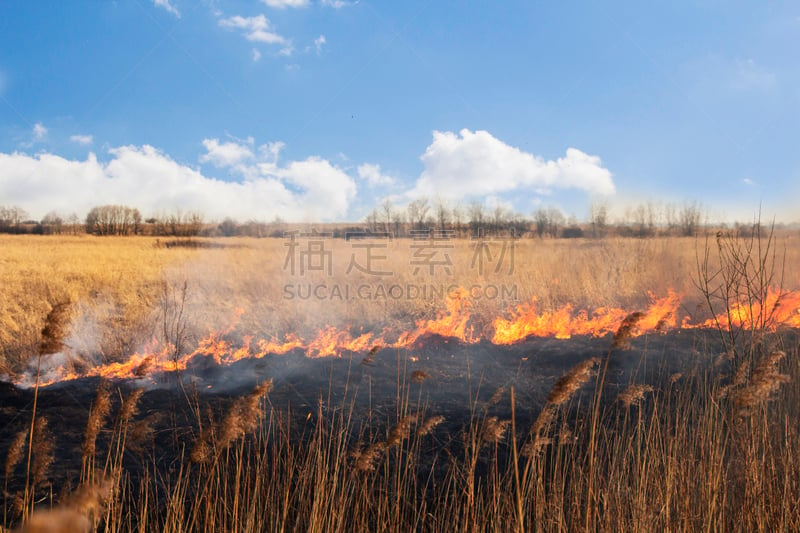 森林火灾,草,春天,震中,格林威治村,干的,储蓄,落叶松,梨树,火