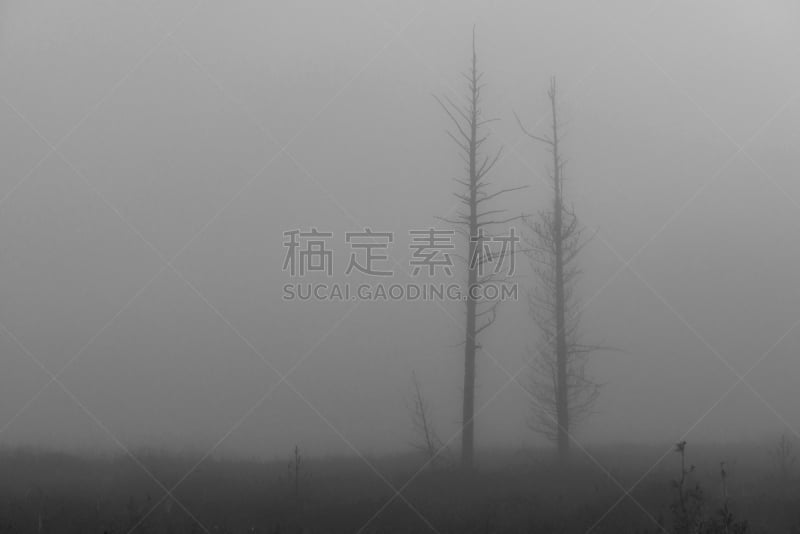 dead trees in the fog on the swamp