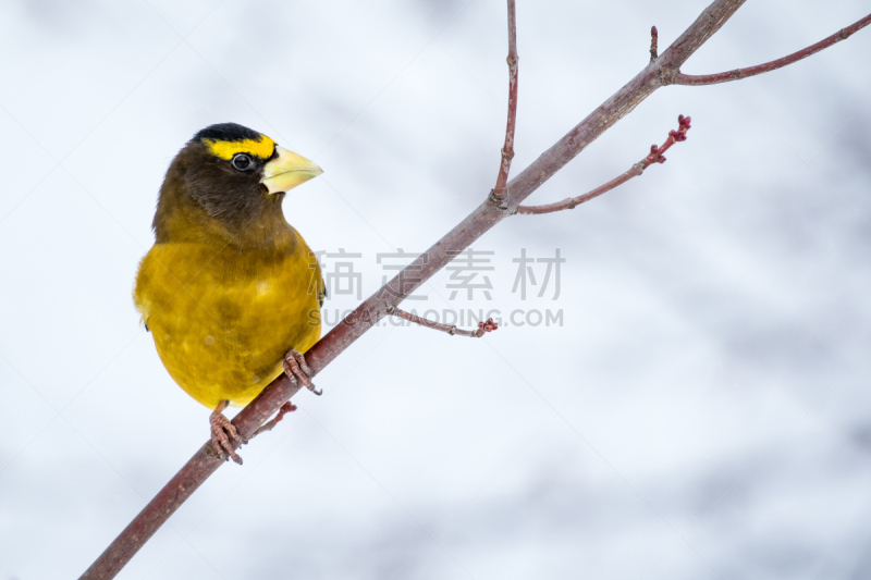 黄昏雀,自然,留白,褐色,水平画幅,雪,无人,鸟类,观鸟,户外