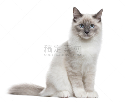 注视镜头,白色,分离着色,涅瓦河,化妆舞会服,兰德瑞斯猪,小猫,西伯利亚猫,猫科动物,猫
