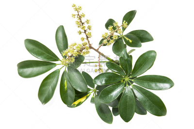 水平画幅,无人,室内植物,特写,白色,植物,常绿树,植物学,灌木,大特写
