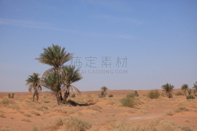 撒哈拉沙漠,越野障碍赛马,海枣树,利比亚,阿尔及利亚,水平画幅,沙漠绿洲,无人,非洲,埃及
