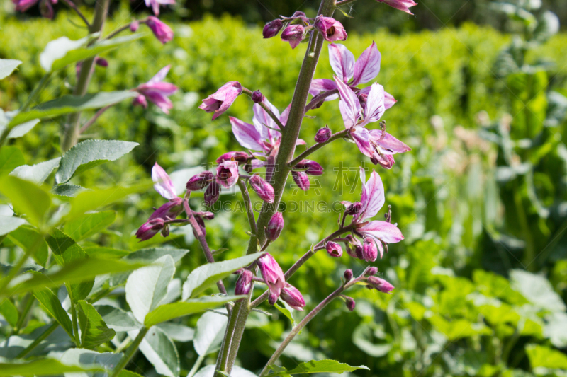 菜园,粉色,白藓皮,白藓属,芸香科,美,水平画幅,夏天,户外,特写