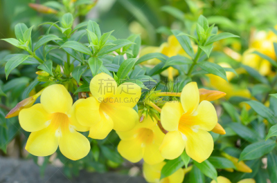 软枝黄蝉,芳香的,水平画幅,无人,毛莨科,特写,植物,植物学,灌木,清新