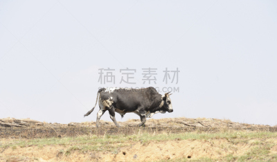 恩古尼牛,公牛,夸祖鲁-纳塔耳,水平画幅,无人,有角的,黑色,白色,牛,南非