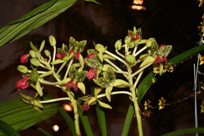 兰花,自然美,圣卡塔琳娜,春季系列,美,休闲活动,水平画幅,无人,特写