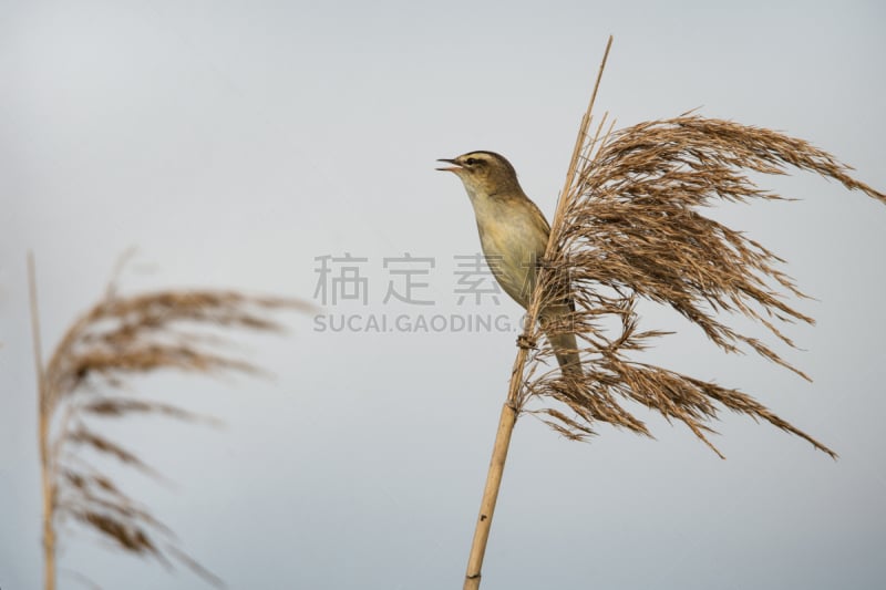 芦苇,特写,莎草莺,鸟鸣声,天空,水平画幅,在线消息,社会化网络,鸟类,户外