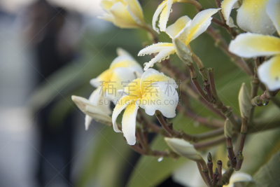 叶子,绿色背景,白色,兰花,水平画幅,无人,spa美容,夏天,户外,泰国