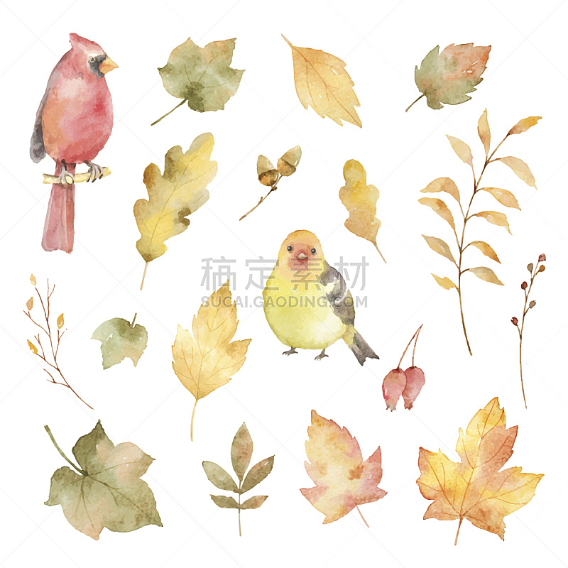鸟类,叶子,矢量,秋天,分离着色,白色背景,水彩画,绘画插图,留白,褐色