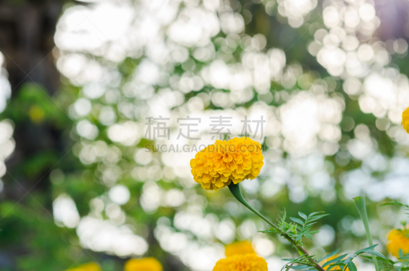 万寿菊,仅一朵花,非洲万寿菊,水平画幅,无人,印度,植物,亚洲,黄色,植物学