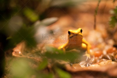 金毒蛙,留白,稀缺,水平画幅,无人,动物身体部位,热带雨林,野外动物,异国情调,户外