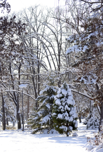 雪,枝,沼穴伊甸;,垂直画幅,无人,户外,特写,阶调图片,冬天,松科