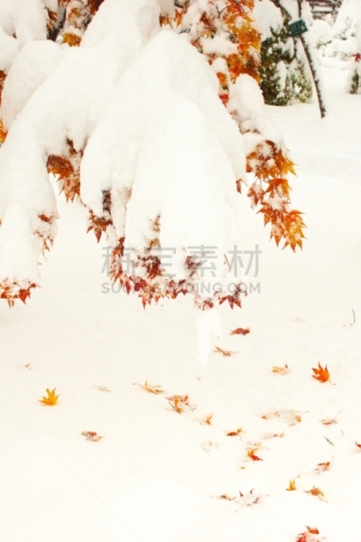 秋天,粉末状雪,垂直画幅,雪,无人,葡萄树枫木,户外,北海道,镜头眩光,红色