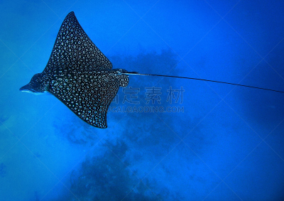 eagle ray,水平画幅,无人,ambergris caye,水下,野外动物,海洋生命,伯利兹,摄影