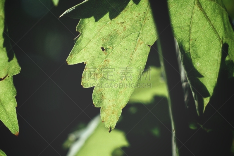 葡萄树叶,自然,美,植物,水平画幅,无人,叶子,泰国,摄影,树