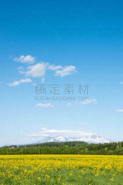 田地,公亩,黄色,农业,贺卡,旭岳火山,云,雪,枝繁叶茂,春天