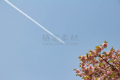 天空,云,樱花,清新,绿色,春天,飞机,对称,美,留白