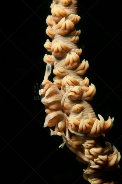 虾,珊瑚,带纹的珊瑚虾,鞭形珊瑚虫,伦贝海峡,北苏拉威西,自然,垂直画幅,小的,无人
