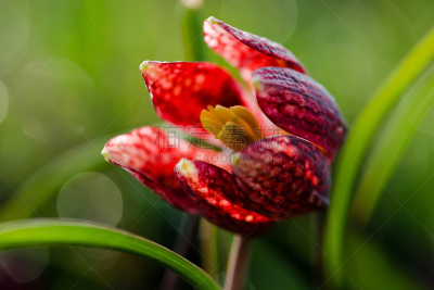 花格贝母,水,国际象棋,美,水平画幅,早晨,户外,草,贝母,百合花