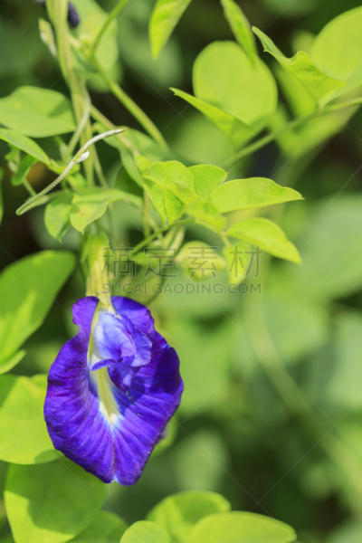 植物,蝴蝶,紫色,豌豆花,垂直画幅,美,茶树,无人,园艺,夏天
