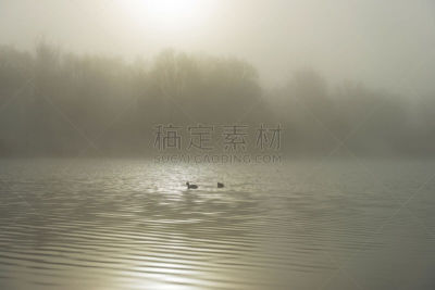 黑鸭,湖,冬天,雾,水鸟湖,福力沃兰,水,天空,水平画幅,无人