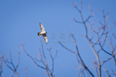 游隼,在上面,天空,野生动物,灰色,食肉鸟,水平画幅,蓝色,鸟类,野外动物