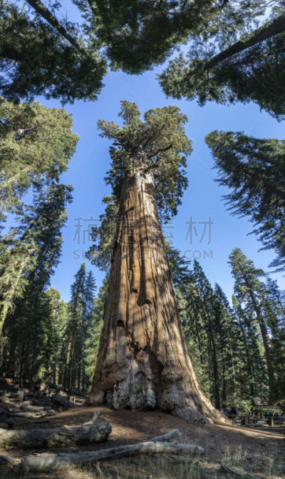 general sherman,最大,动物足,在上面,自然,垂直画幅,图像,红杉,加利福尼亚,美
