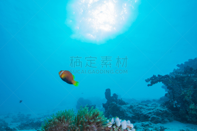 马尔代夫海葵,水,水平画幅,水肺潜水,水下,户外,特写,银线小丑,礁石,热带气候