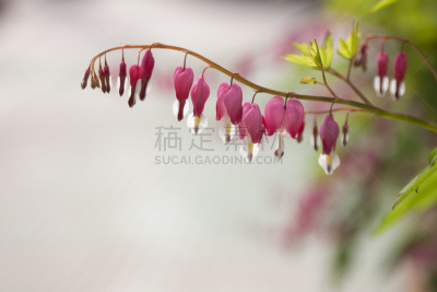 荷包牡丹,自然,春天,韩国,植物,水平画幅,无人,环境,hawks beard,季节