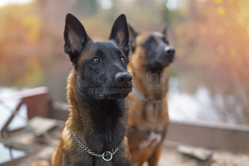 牧羊犬,衣领,户外,幼小动物,秋天,链,比利时玛伦牧羊犬,河岸,认真的,坐